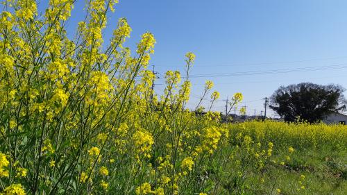 菜の花畑